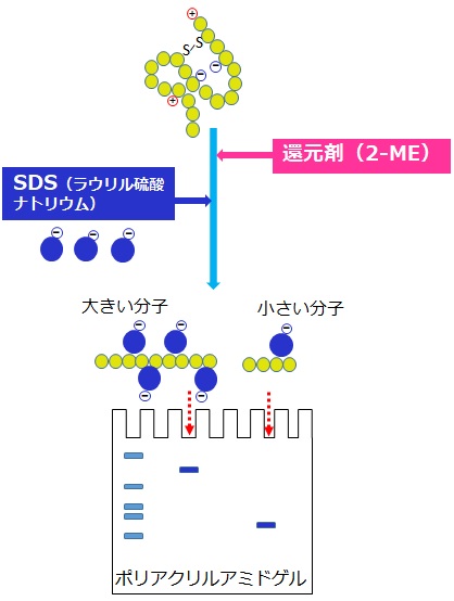 SDS-PAGE原理